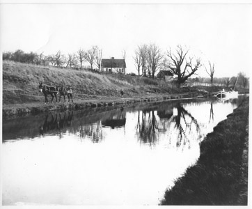 This photo shows a pair of mules pulling a canal boat on the Feeder Canal during the first decade of the 20th century.  The Johnson Ferry House, now located on the grounds of Washington Crossing State Park, can be seen in the background.  Notice the length of the towline, which was more than 100 feet in length, so that the mules walked far ahead of the boat.  Usually, the mule driver walked with the team to keep them moving and respond to any problems.